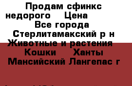 Продам сфинкс недорого  › Цена ­ 1 000 - Все города, Стерлитамакский р-н Животные и растения » Кошки   . Ханты-Мансийский,Лангепас г.
